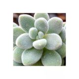 Ayc Botanik 10 Adet Sedum Mocinianum Succulent Tohumu