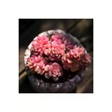Ayc Botanik 10 Adet Sedum Versadense Rare Succulent Tohumu