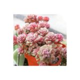 Ayc Botanik 10 Adet Sedum Versadense Succulent Tohumu