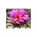 Ayc Botanik 10 Adet Strombocactus Pulcherrimus Kaktüs Tohumu