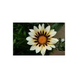 Ayc Botanik 10 Adet White Gazania Tohumu