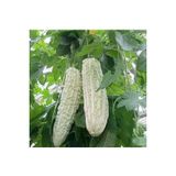 Ayc Botanik 10 Adet White Large Bitter Kavun Tohumu