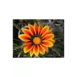 Ayc Botanik 10 Adet Yellow Orange Gazania Tohumu