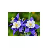 Ayc Botanik 10 Adet Yer Küpelisi Çiçeği Tohumu (Aquilegia Viridiflora)