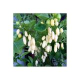 Ayc Botanik 20 Adet Beyaz Habanero Biber Tohumu