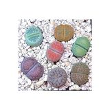 Ayc Botanik 20 Adet Lithops Mix Tohumu
