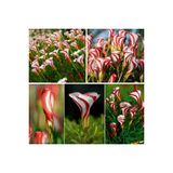 Ayc Botanik 20 Adet Oxalis Versicolor Çiçeği Tohumu