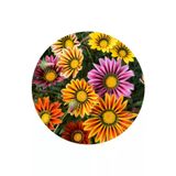 Ayc Botanik 5 Adet 5 Renk Gazania Çiçeği Tohumu