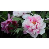 Ayc Botanik 5 Adet Pembe Şakayık Çiçeği Tohumu - 1 Paket