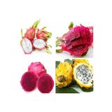 Ayc Botanik 9 Adet 9 Renk Tropikal Dragon Fruit (Pitaya) Meyvesi Tohumu