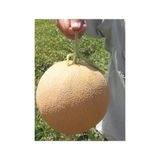 Ayc Botanik Ananas Kavun Tohumu 30 Adet Tohum Bal Kavun