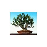 Ayc Botanik Beyaz Zakkum Bonzai Ağacı Tohumu 5 Adet Bonsai Ağacı Tohumu