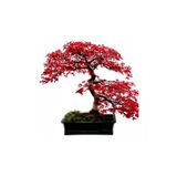 Ayc Botanik Bodur Acer Rubrum Bonzai Ağacı Tohumu 5 Adet Bonsai Ağacı Tohumu