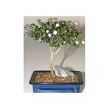 Ayc Botanik Bodur Beyaz Gül Bonzai Ağacı Tohumu 5 Adet Tohum Bonsai Ağacı Tohumu
