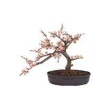 Ayc Botanik Bodur Cherry Blossom Bonzai Ağacı Tohumu 5 Adet Bonsai Ağacı Tohumu
