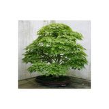 Ayc Botanik Bodur Japon Redwood Bonzai Ağacı Tohumu 5 Adet Bonsai Ağacı Tohumu