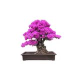 Ayc Botanik Bodur Mersin Bonzai Ağacı Tohumu 10 Adet Bonsai Ağacı Tohumu