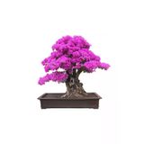 Ayc Botanik Bodur Mersin Bonzai Ağacı Tohumu 5 Adet Bonsai Ağacı Tohumu