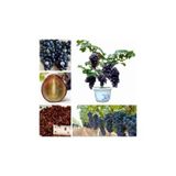 Ayc Botanik Bodur Siyah Üzüm Bonzai Ağacı Tohumu 5 Adet Bonsai Ağacı Tohumu