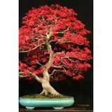 Ayc Botanik Bonsai Ağaci Tohumu 5 Adet