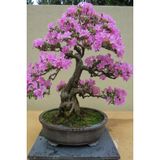 Ayc Botanik Bonsai Bonzai Ağacı Tohumu 5 Adet