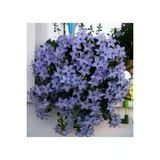 Ayc Botanik Campanula Mavi Çan Çiçeği Tohumu 10 12 Adet