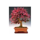 Ayc Botanik Centrum Nitra Ağacı Bonsai Tohumu
