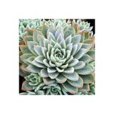 Ayc Botanik Echeveria Violet Queen Sukulent Tohumu