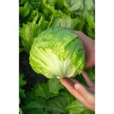 Ayc Botanik Iceberg Göbek Marul Tohumu / 20 Adet Tohum
