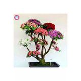 Ayc Botanik Japon Gülü Ağacı Bonsai Tohumu