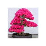 Ayc Botanik Japon Sakura Bonsai Ağacı Tohumu 3 Adet