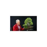 Ayc Botanik Karaçam Bonzai Ağacı Tohumu 5 Adet Bonsai Ağacı Tohumu