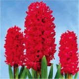 Ayc Botanik Kımızı Sümbül Tohumu - 1 Paket