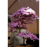 Ayc Botanik Lila Çiçekli Cherry Bonsai Ağacı Tohumu-10 Adet