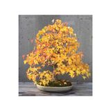 Ayc Botanik Liquidambar Bonsai Ağacı Tohumu 5 Adet Bonsai Ağacı Tohumu