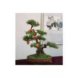 Ayc Botanik Nadir Ithal Bodur Nar Bonzai Ağacı Tohumu 10 Tohum Bonsai Tohumu