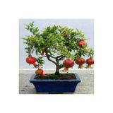 Ayc Botanik Nadir Ithal Bodur Nar Bonzai Ağacı Tohumu 5 Tohum Bonsai Tohumu