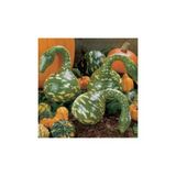 Ayc Botanik Nadit Ithal Kuğu Su Kabağı Tohumu 6 Adet Tohum Kabak Tohumu