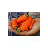 Ayc Botanik Orange Spice Jalepeno Biber Tohumu