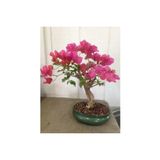 Ayc Botanik Orkide Bonzai Ağacı Tohumu 5 Adet Bonsai Ağacı Tohumu