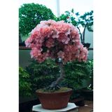 Ayc Botanik Pembe Çiçekli Azalea Bonsai Ağacı Tohumu-10 Adet