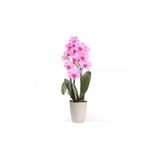Ayc Botanik Pembe Orkide Tohumu 5 Adet Tohum Phalaenopsis Çiçek Tohumu