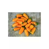 Ayc Botanik Pumpkin Spice Jalepeno Biber Tohumu