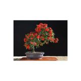 Ayc Botanik Pyracantha Bonsai Ağacı Tohumu 3 Adet