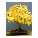 Ayc Botanik Sarı Çınar Bonsai Ağacı Tohumu-10 Adet