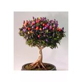 Ayc Botanik Şili Bonsai Ağacı Tohumu-10 Adet
