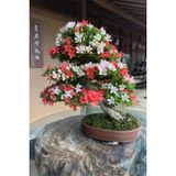 Ayc Botanik Unjour Un Iki Renkli Bonsai Ağacı Tohumu-10 Adet