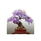 Ayc Botanik Wisteria Bonsai Ağacı Tohumu 3 Adet