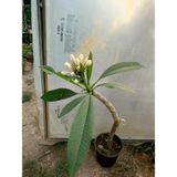 Aydoğdu Beyaz Tüplü Amerikan Fulu Plumeria Alba Boy 60/80cm arasi