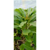 AYDOĞDU Beyaz tüplü Amerikan fulu plumeria alba